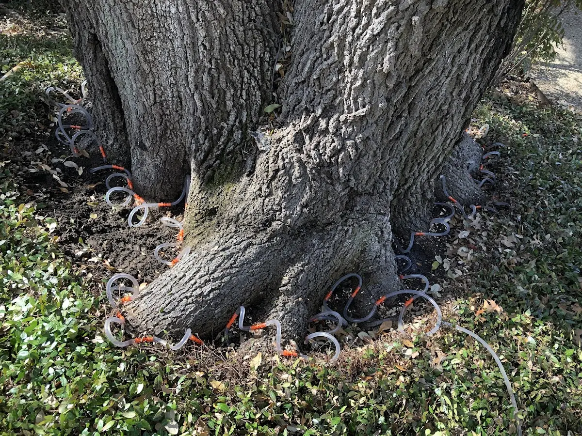 Detailed Tree Cabling and Bracing job site in Branchport