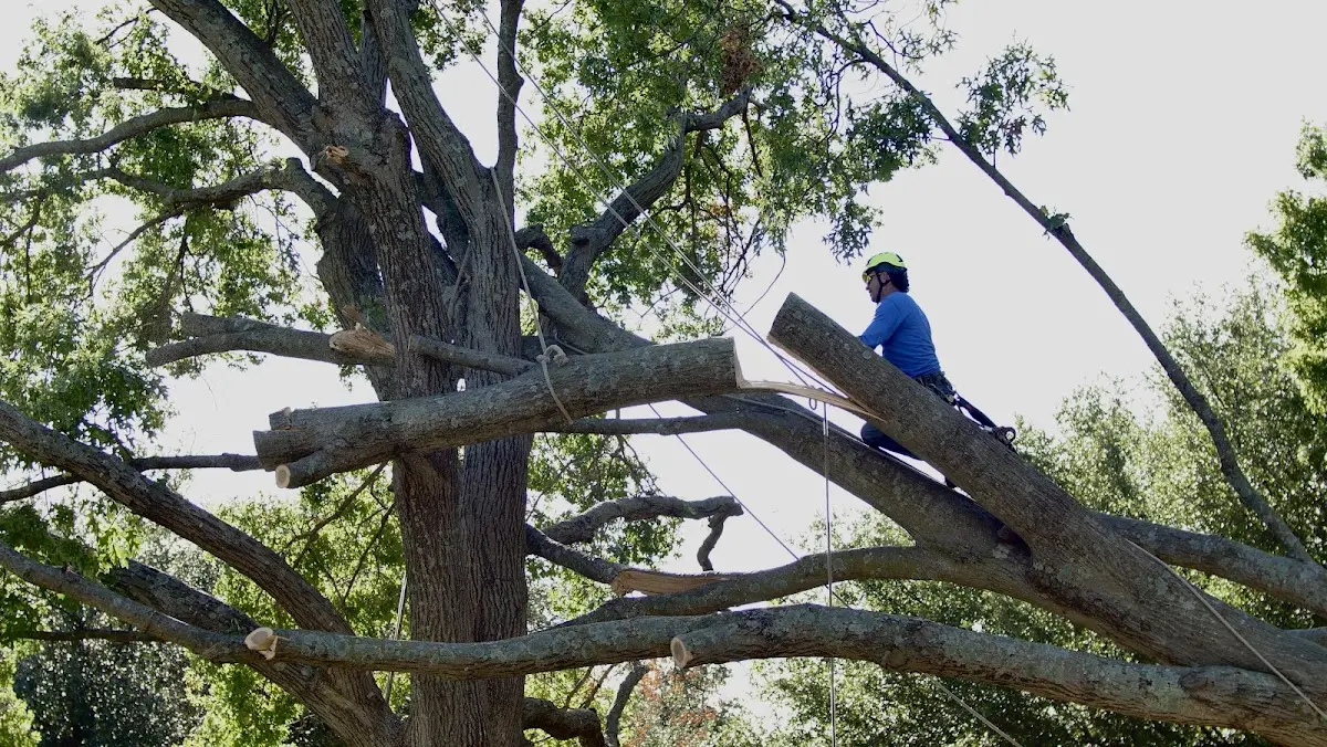 Professional Crown Thinning performed by certified arborists in Branchport