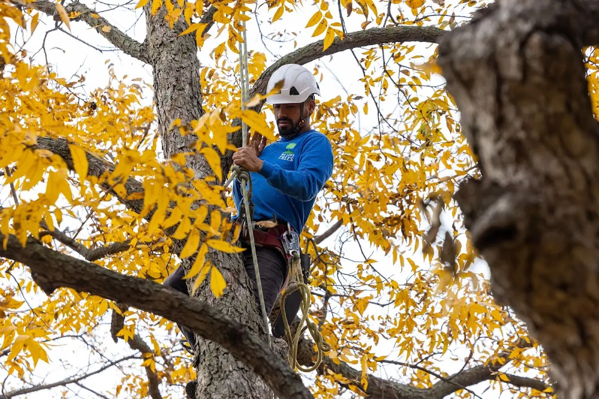 Skilled Tree Transplanting crew working in Branchport