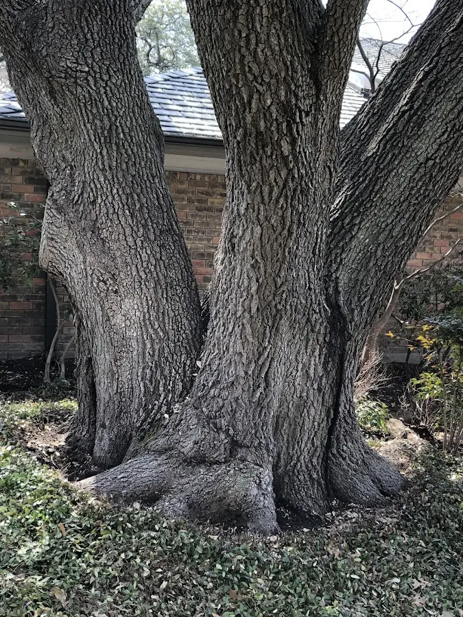 Mature heritage tree close to a Branchport property cared for by certified arborists